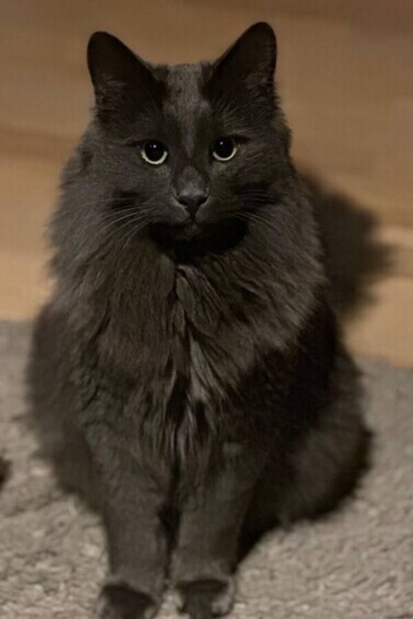 Katt - Simba Katt - Simba