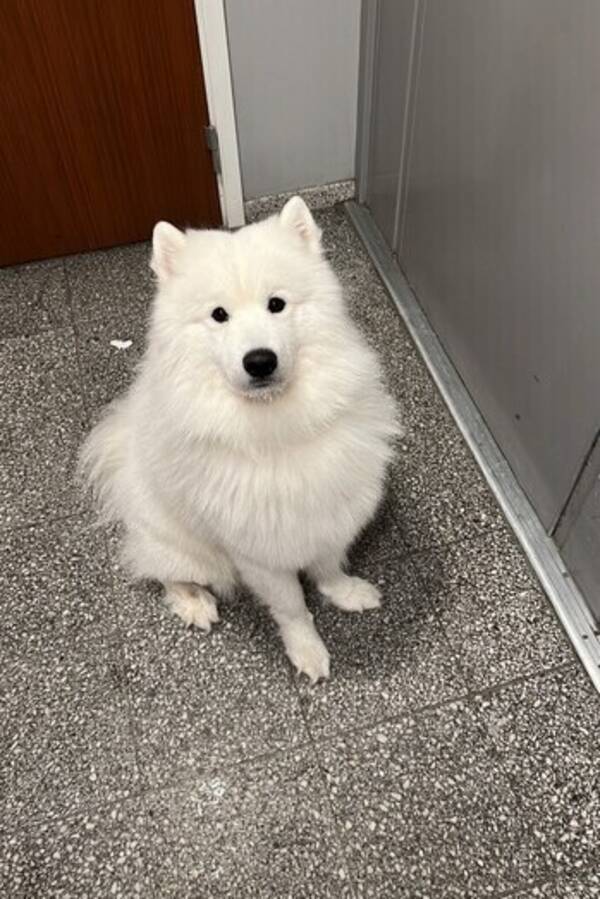 Hund - Samojed