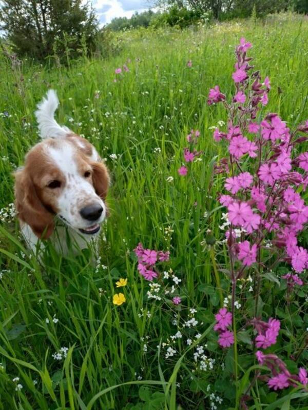 Hund - Welsh spinner spanieln Bassa!