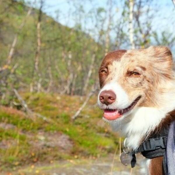 Hund - #borderaussien Bodil