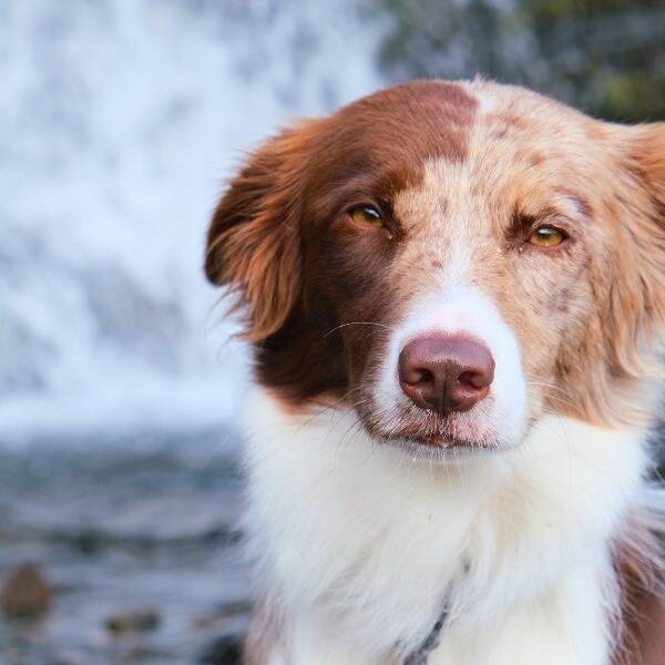 Hund - #borderaussien Bodil