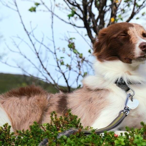 Hund - #borderaussien Bodil