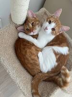 Fred och George Fred och George