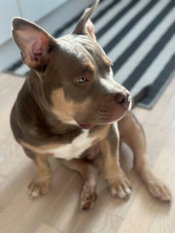 Hund - Phoenix American bully pocket