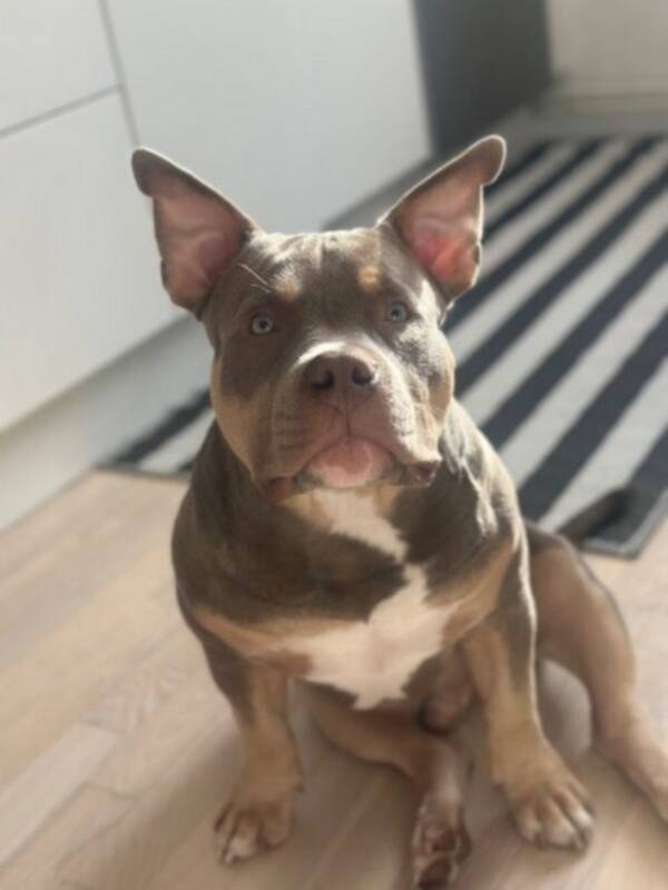 Hund - Phoenix American bully pocket