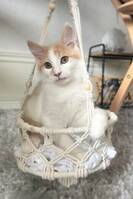 Blandras katten Sushi Blandras katten Sushi