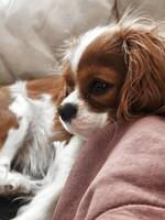 King Charles Cavalier 