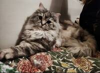 Smulan världens finaste katt Smulan världens finaste katt