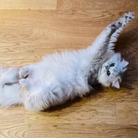 Brittish Longhair Brittish Longhair