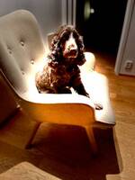 American cockerspaniel Ottis American cockerspaniel Ottis