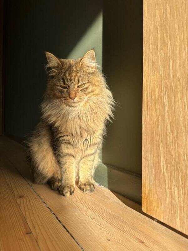 Katt - Pernille Katt - Pernille