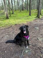 Blandingshund, Sara Blandingshund, Sara