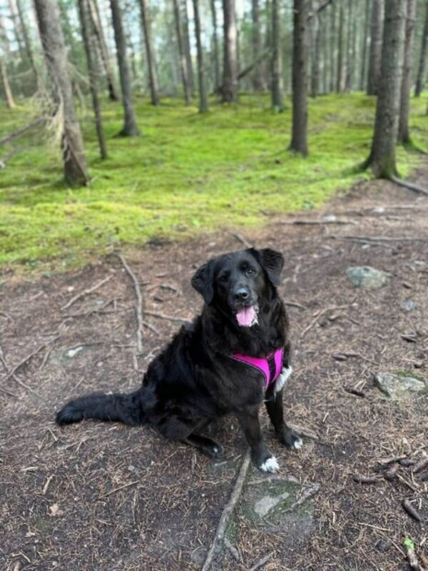 Hund - Blandingshund, Sara Hund - Blandingshund, Sara