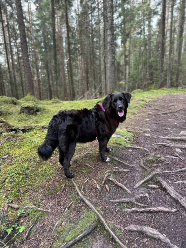 Hund - Blandingshund, Sara