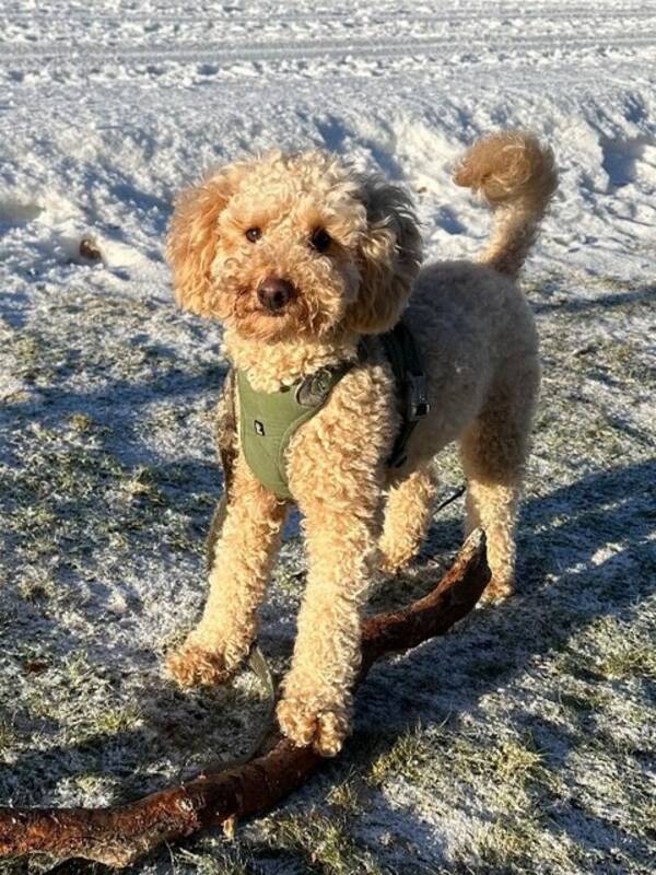 Hund - Pudel 2,5 år , Baloo Hund - Pudel 2,5 år , Baloo