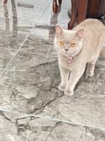 Katten Bonnie Katten Bonnie