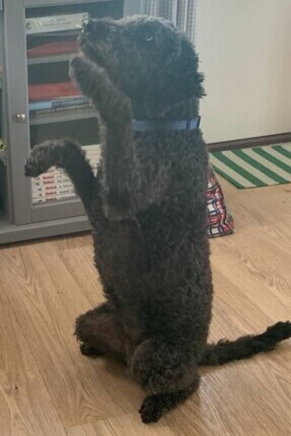 Hund - Nelly skal ikke bli med i et opptak Hund - Nelly skal ikke bli med i et opptak