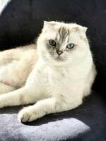 Katten Molly Katten Molly