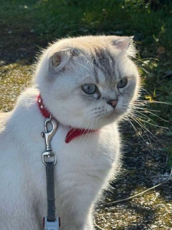 Katt - Katten Molly Katt - Katten Molly