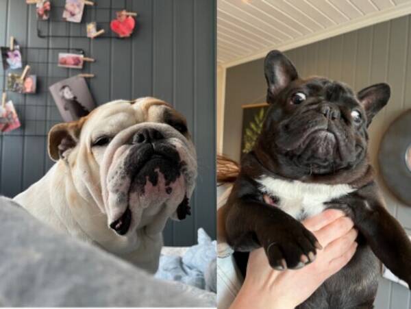 Hund - Bulldog -Penny og Molly