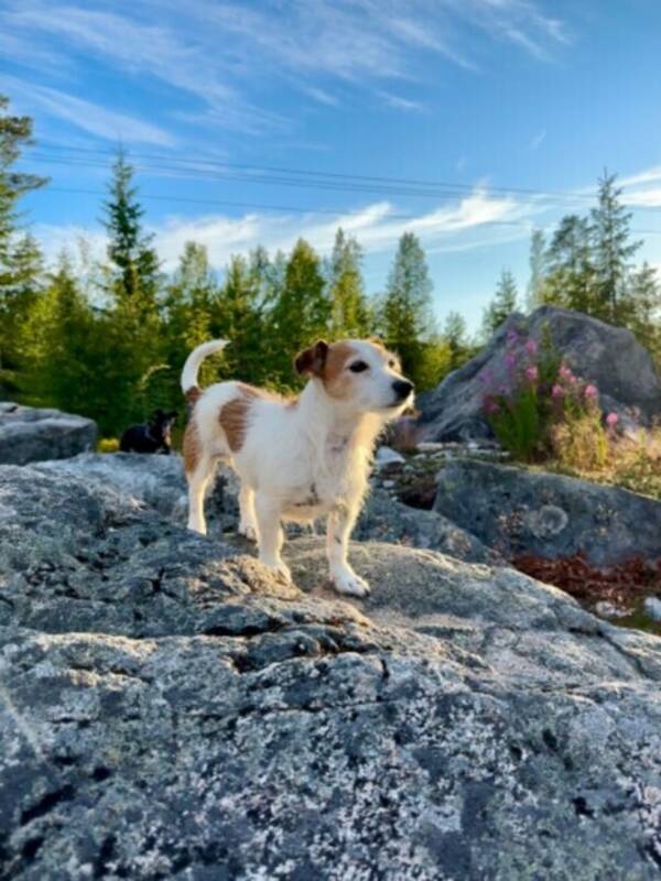 Hund - Jack russell Daisy 