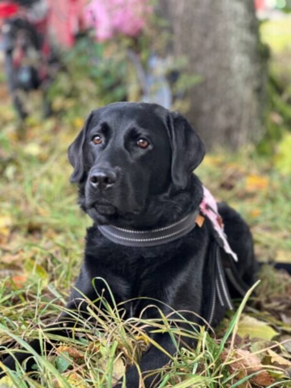 Hund - Labrador