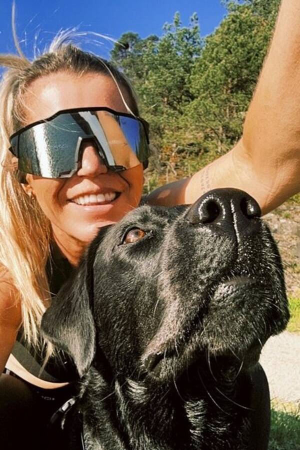 Hund - Labrador Hund - Labrador