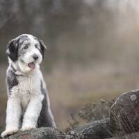 ILON BEARDED COLLIE