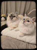 Neva masquerade (Sibiriskkatt) Neva masquerade (Sibiriskkatt)