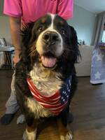 Berner sennen hunden Baloo Berner sennen hunden Baloo