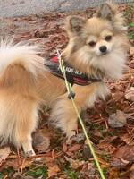 Chihuahua chicco Chihuahua chicco