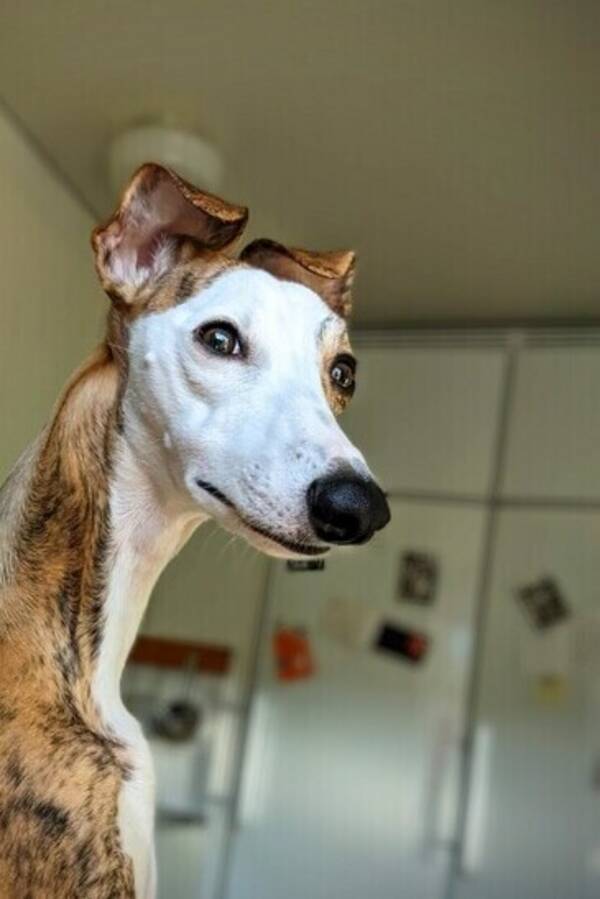 Hund - Whippeten Lucy