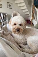 Pudel och bichon frise, bishonpoo Pudel och bichon frise, bishonpoo