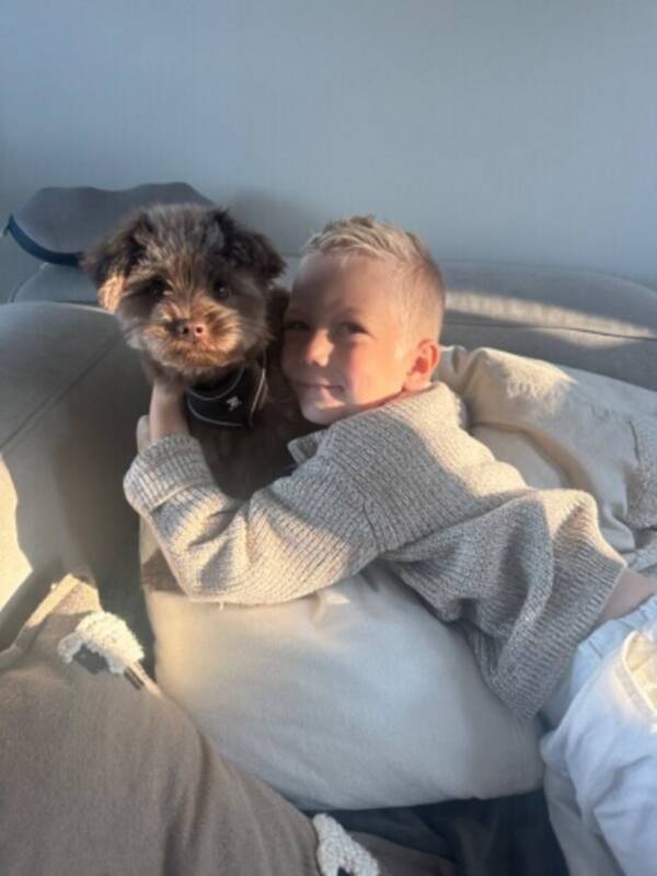 Hund - Theodor- spitzpoo 