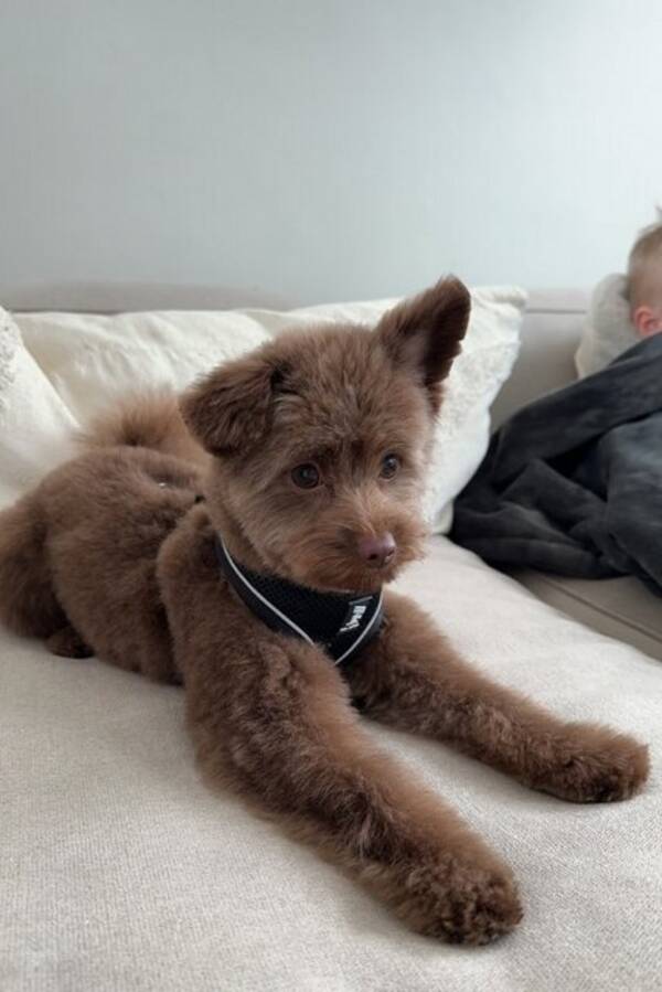 Hund - Theodor- spitzpoo  Hund - Theodor- spitzpoo