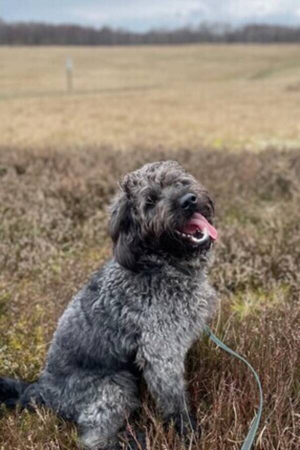 Hund - Sune, Labradoodle