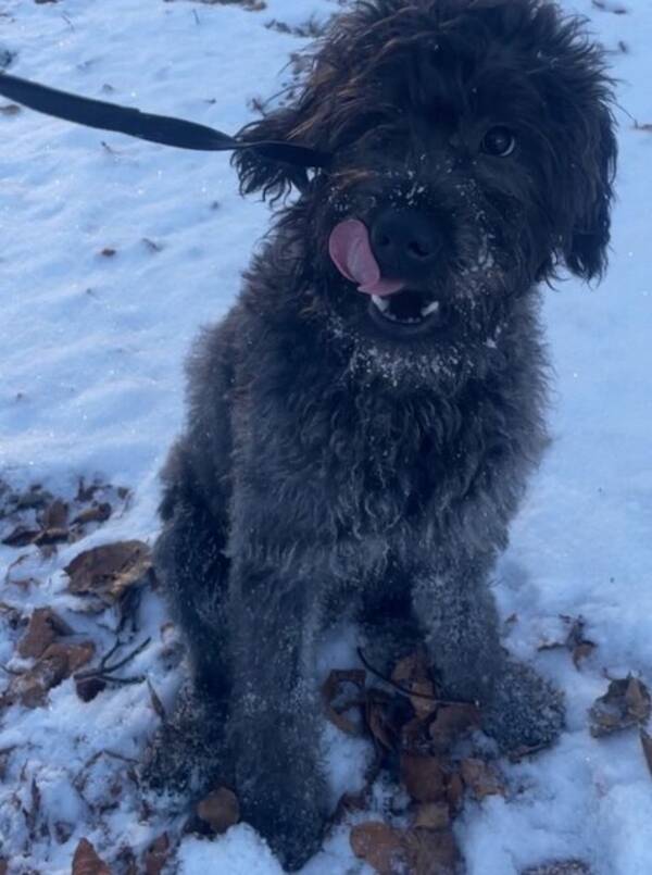 Hund - Sune, Labradoodle