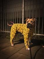 Arne amstaff/mastiff Arne amstaff/mastiff