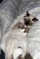 Ragdollen Hailey Ragdollen Hailey