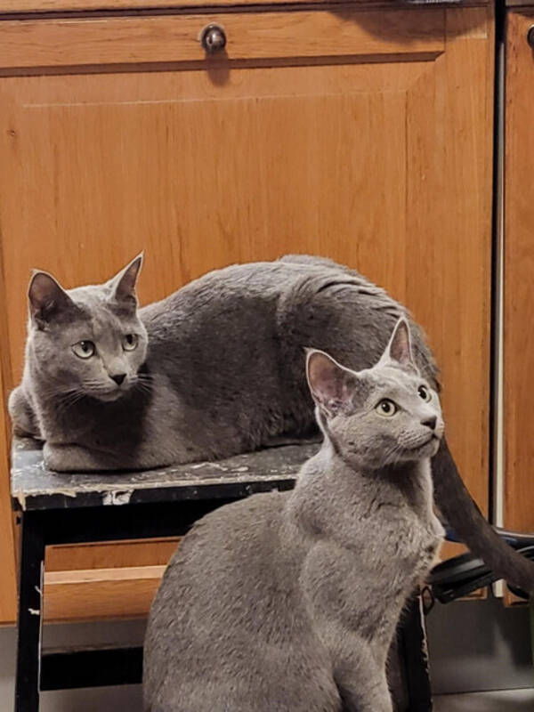 Katt - Russisk blå Katt - Russisk blå