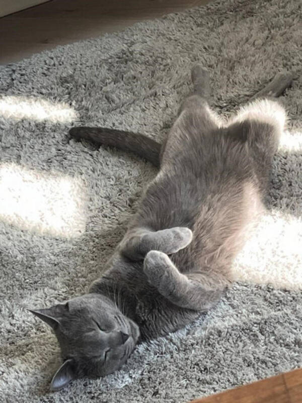 Katt - Russisk blå Katt - Russisk blå