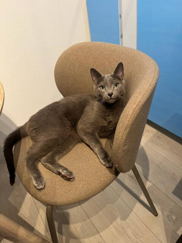 Katt - Russisk blå Katt - Russisk blå