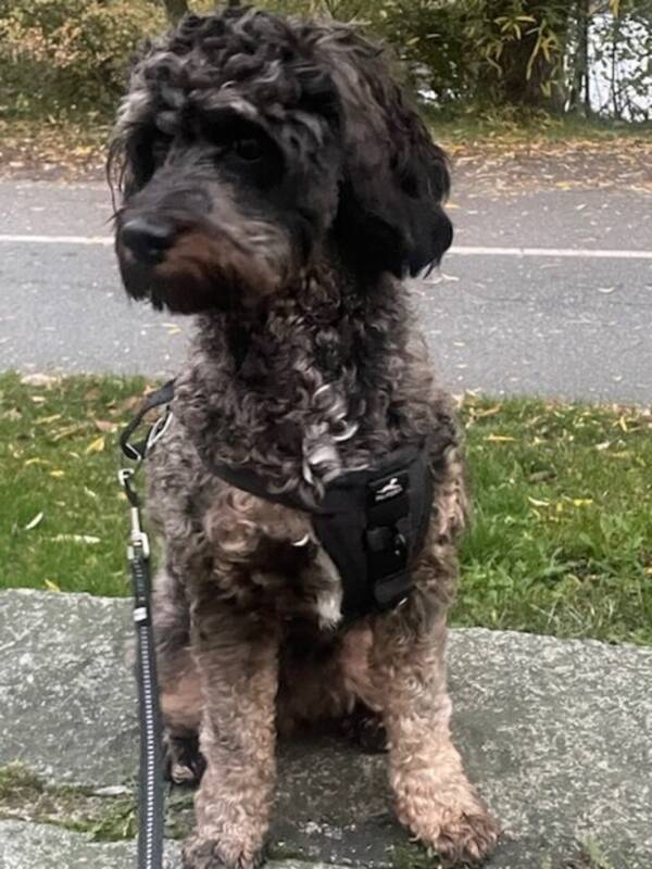 Hund - Cavapoo Zenit