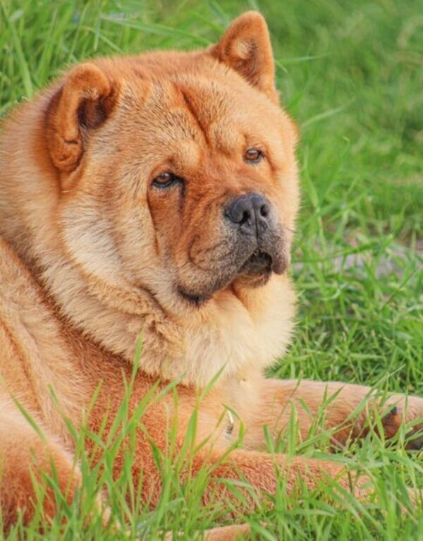 Hund - Chow chow Bira