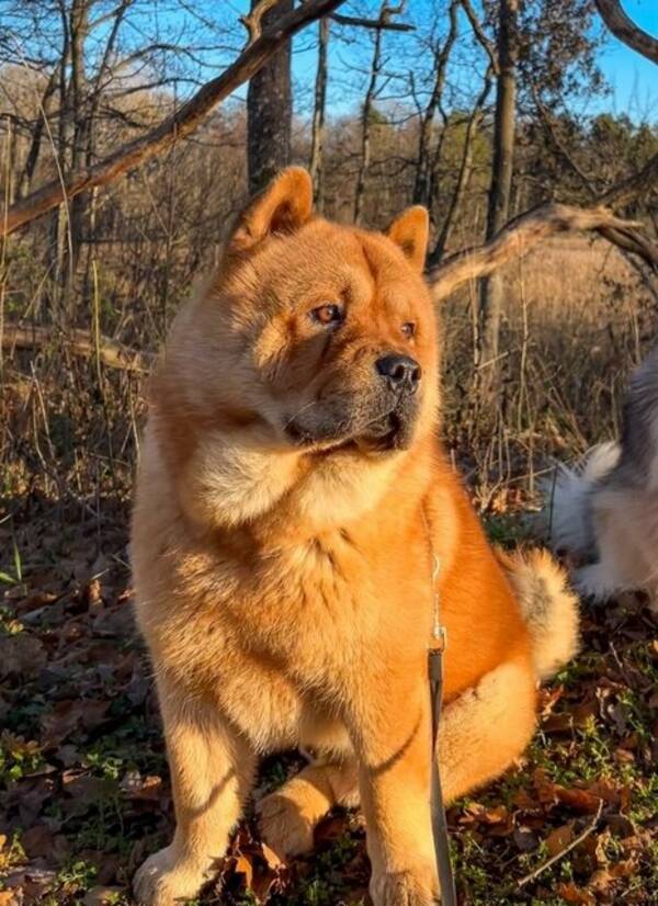 Hund - Chow chow Bira