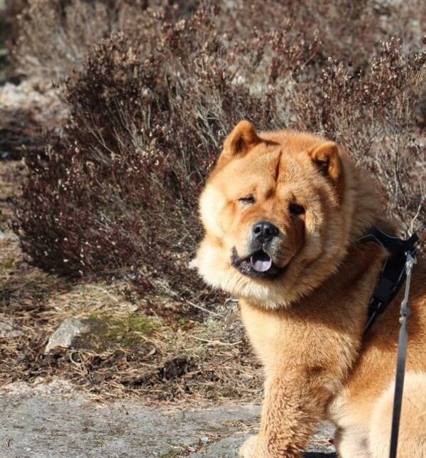 Hund - Chow chow Bira