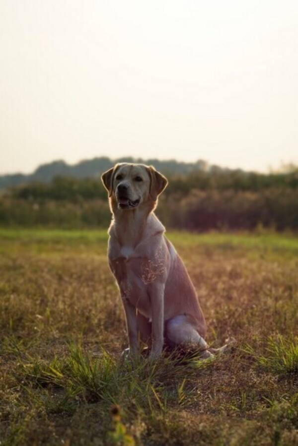 Hund - Goldador Stella