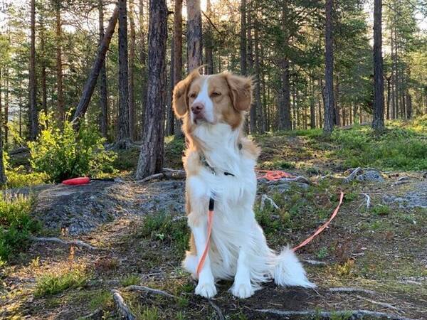 Hund - Junior Hund - Junior