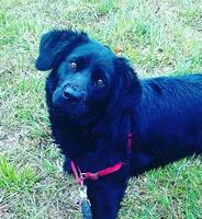 Chilla, världens snällaste hund Chilla, världens snällaste hund