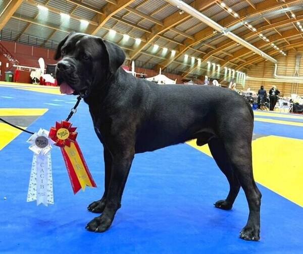 Hund - Cane Corso - Loke